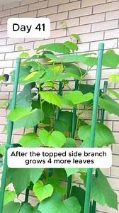 3.2K views · 17 reactions | Grape care in stages #gardeningcommunity #gardenloversclub #gardenaddict #gardeners #gardenerslife | Gardening Hacks | Facebook