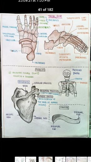 locomotion and movement notes