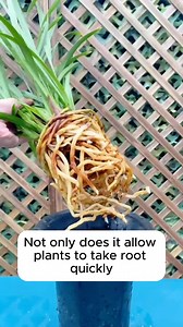 Rooting water is extremely good for plants #gardeninggoals #gardeningistherapy #gardeningtips #gardeninglife #gardening_love #gardeninguk #gardening101 #gardeningtools #gardeningislife #gardeningtherapy #gardeningknowhow #gardeningseason #gardeningismytherapy #gardeningmakesmehappy #gardeningaustraliamag #gardeningday #gardeningideas #gardeningphoto | Gardening Ideas