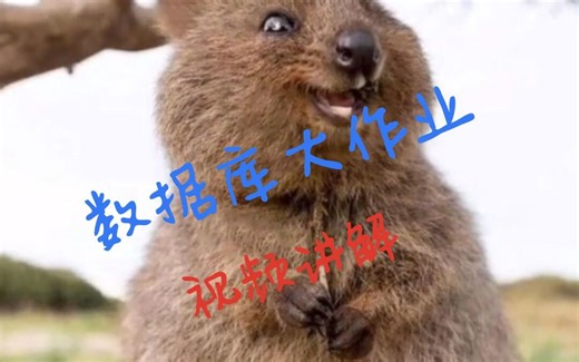 数据库大作业讲解视频