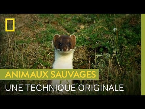 The stoat's mesmerizing and improbable hunting technique