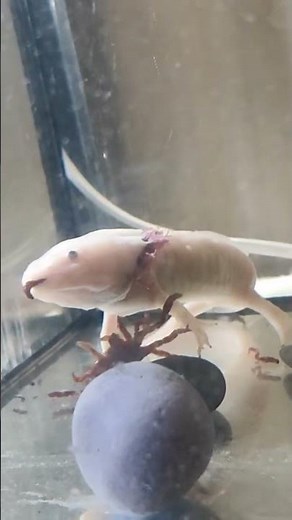 Axolotl insane feeding #axolotl #fish #memes #slipknot #meme #shorts #aquarium #animals #cute