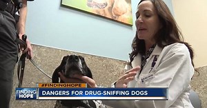 FINDING HOPE: Protecting drug-sniffing K-9s