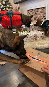 a dogs christmas! we saved the best for last 🦔 | Jade the Sable GSD