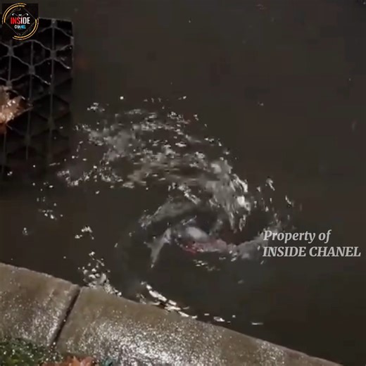 Drain Dash Racing Against Clogs for Victory! | Inside Chanel