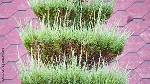 Juniperus horizontalis, creeping juniper or creeping cedar, is low-growing shrubby juniper native to North America, throughout most of Canada from Yukon east to Newfoundland, and in some of US. Stock Video