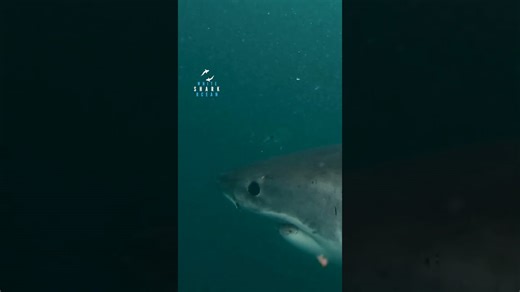 Great white shark jaws open through the surface