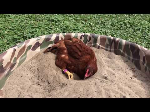 Chicken dust bathing