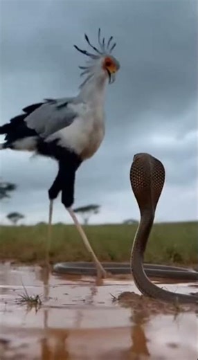 Rain Fight Chaos! Secretary Bird vs Cobra in Mud Explosion