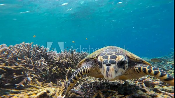 A hawksbill sea turtle walks over a coral reef, gradually approaching the camera. The shot transitions from a medium to an extreme close-up, capturing the turtle's beak, head, and distinct markings.
