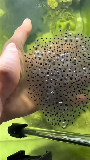 From Tiny Eggs to Frogs… Nature’s Amazing Transformation! 😍