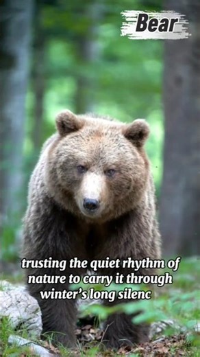 Wild Animals vs Humans: Shocking Moments #wildlife #animallife #animals #animalkingdom #animalplanet