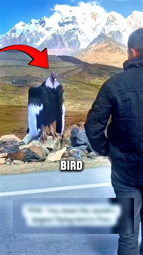Giant Bird the Size of a Human 🦅😱