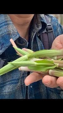 Twisted Stalk harvest (A.k.a. watermelon berry shoots) Delicious wild spring food￼