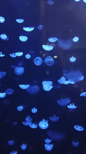 Mesmerizing Juvenile Jellyfish Movement 🪼 | New England Aquarium Boston