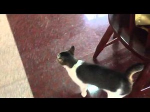 Japanese bobtail cat talking