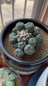 This is Peyote, a psychedelic cactus. | Sacred Buttons