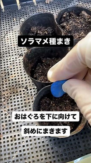 ソラマメ種まき‼️ポットに「種まき培土」を入れて、「おはぐろ」部分を下に向けてまきました♪種の上部分は少し出したままにします。芽が出ますように🤲
