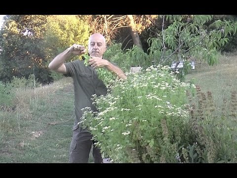 Feverfew (Tanacetum parthenium)