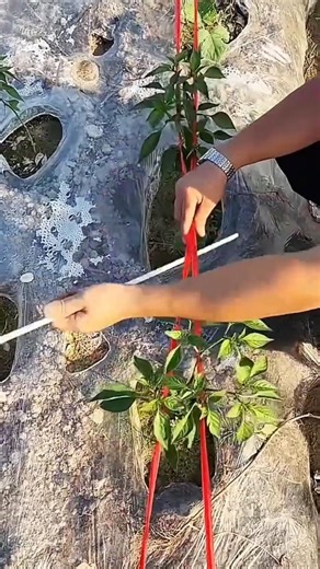 Technique for hanging scaffolding on a tree with ribbon