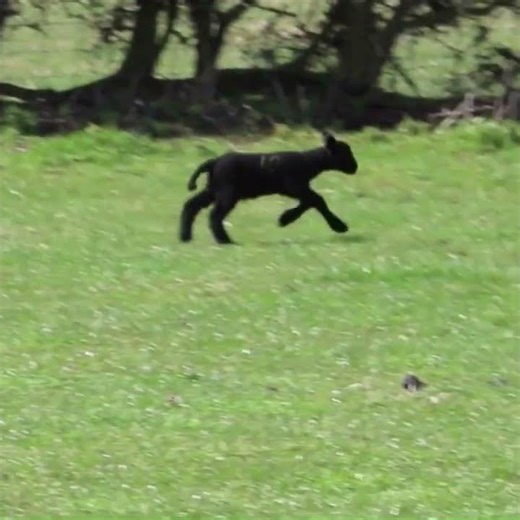 Adorable Lamb Sprinting Across the Field 🐑✨