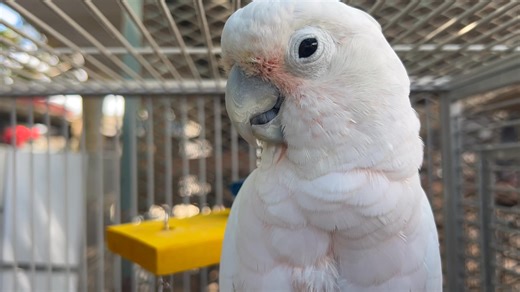 5K views · 314 reactions | I had the Goffin dancing with me until the camera came out!!! Deposit made of 500 still owe 800. Will post receipt in comments. | Rickie's Parrot and Exotic Rescue and Sanctuary of South Florida | Facebook