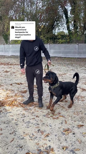 Are Dog Backpacks Safe for Healthy, Grown Dogs? Understanding the Benefits