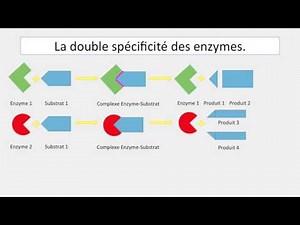 bilan spécificités enzymatiques et digestion complète de l'amidon.
