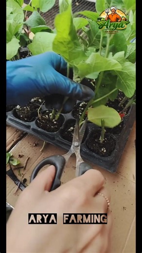Smart Farming Trick You Didn't Know!🌿 #aryafarming #gardening #plantgrafting