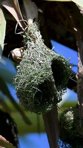 Weaver Bird Build Nest The Most Beautiful Bird Nest 0036#viralshort #birds #birdhome