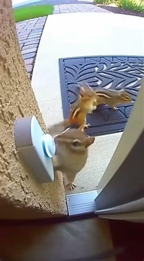 Chipmunks Hack Doorbell for EDM Party!