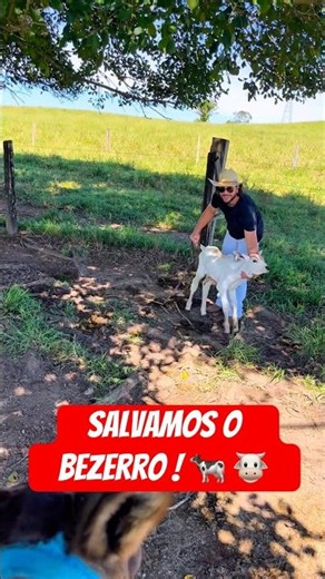 Bezerro forte é o foco! 👇🍼 #pecuaria #sistemabruto #agro #manejoreactividad