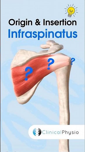 Infraspinatus Anatomy #physicaltherapy #physiotheraphy #rotatorcuff #anatomy
