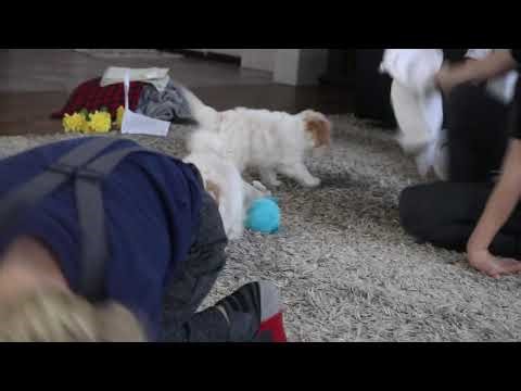 Poodle Mix Puppies For Sale