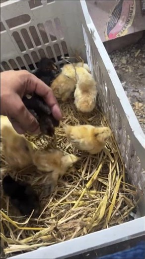 Sold New hatch all baby chicks inmarket