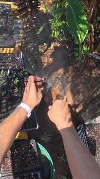 INSTALLING A SPRINKLER SYSTEM #garden #irrigationmethod #gardening #diy #sprinklerirrigation