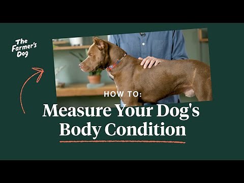 How to Measure Your Dog's Body Condition