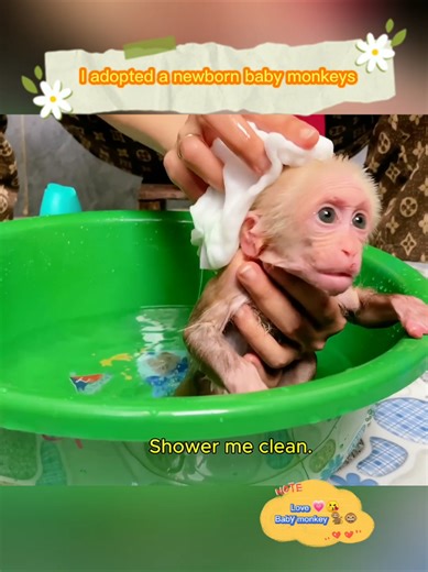Adopting a Newborn Baby Monkey: A Unique Experience