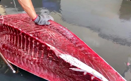 刺身界的王者，蓝鳍金枪鱼为什么那么贵？看完制作过程你会流口水