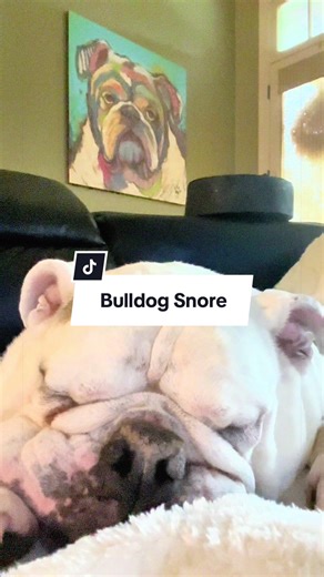 Tonight’s relaxing white noise: 100% authentic bulldog snoring. No subscription required. 😴🐾#asmr #snore #englishbulldogsoftiktok #englishbulldog #BulldogProblems