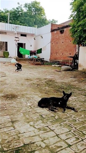 #animalsong #funny May 🐕