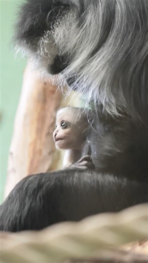 Keeper James gives us an update on our baby King Colobus monkey, Limba🐒 | Paignton Zoo