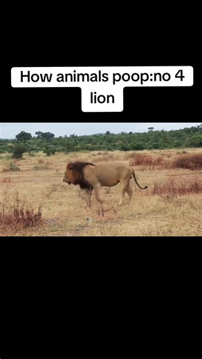 how animals poops #animals #nature #forest #lion #nationalpark
