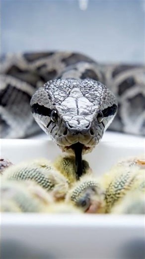 Snake Farming: From Hatching to High Fashion and Medicine