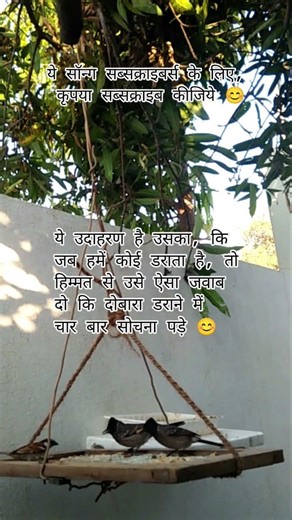 रेड-वेंटेड बुलबुल Red-vented Bulbuls video, saparrow video, motivation video#viral#motivation#short