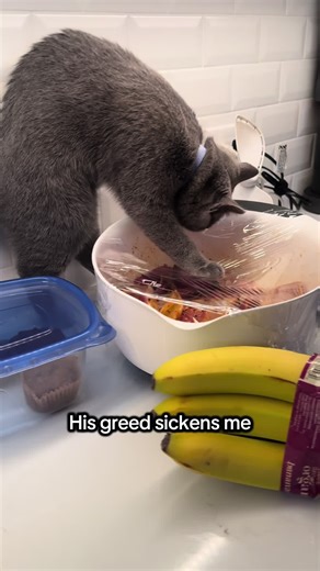 Greed monster strikes again #Charteux #fyp #greedy #Jaspertok #bigbackactivities