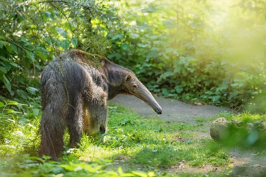 Quel animal chasse et mange les fourmis, ces insectes de nos jardins ?