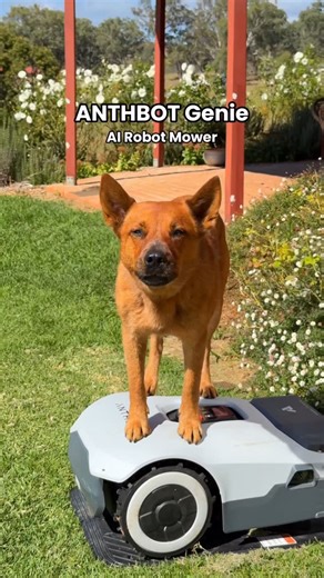 Winnie & April on Instagram: "When it’s time to do your least favourite chore 🫠 Running a property means there’s always something that needs doing. And now, we’ve got more time for the important things... like fetch, according to Winnie 😂 Meet Moe - our handy new Genie robot mower from ANTHBOT (@anthbotofficial), packed with smart AI vision, precise obstacle avoidance, automatic mapping, multi-zone control, anti-theft protection, and more! He’s not just mowing the lawn - he’s basically running