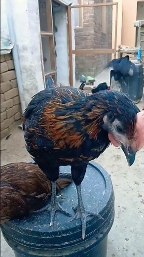 white Rooster crowing -Rooster morning sound-Rooster trying to crow first time -Baby rooster crowing