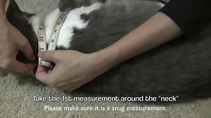 Watch How to measure your cat for the Kitty Holster cat harness on Amazon Live